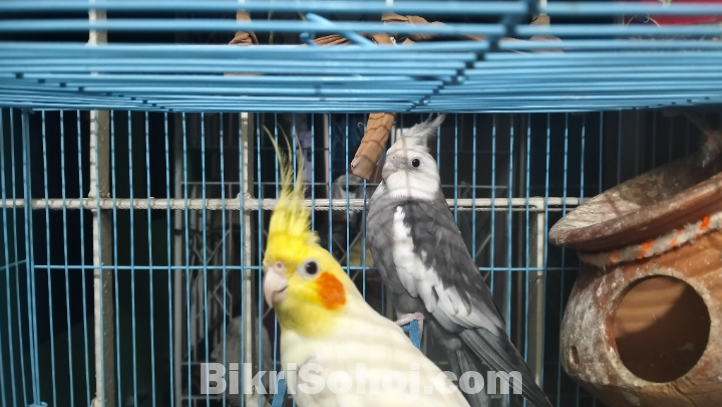 কোকাটেল/Cockatail